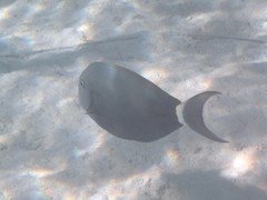 Acanthurus nigricauda