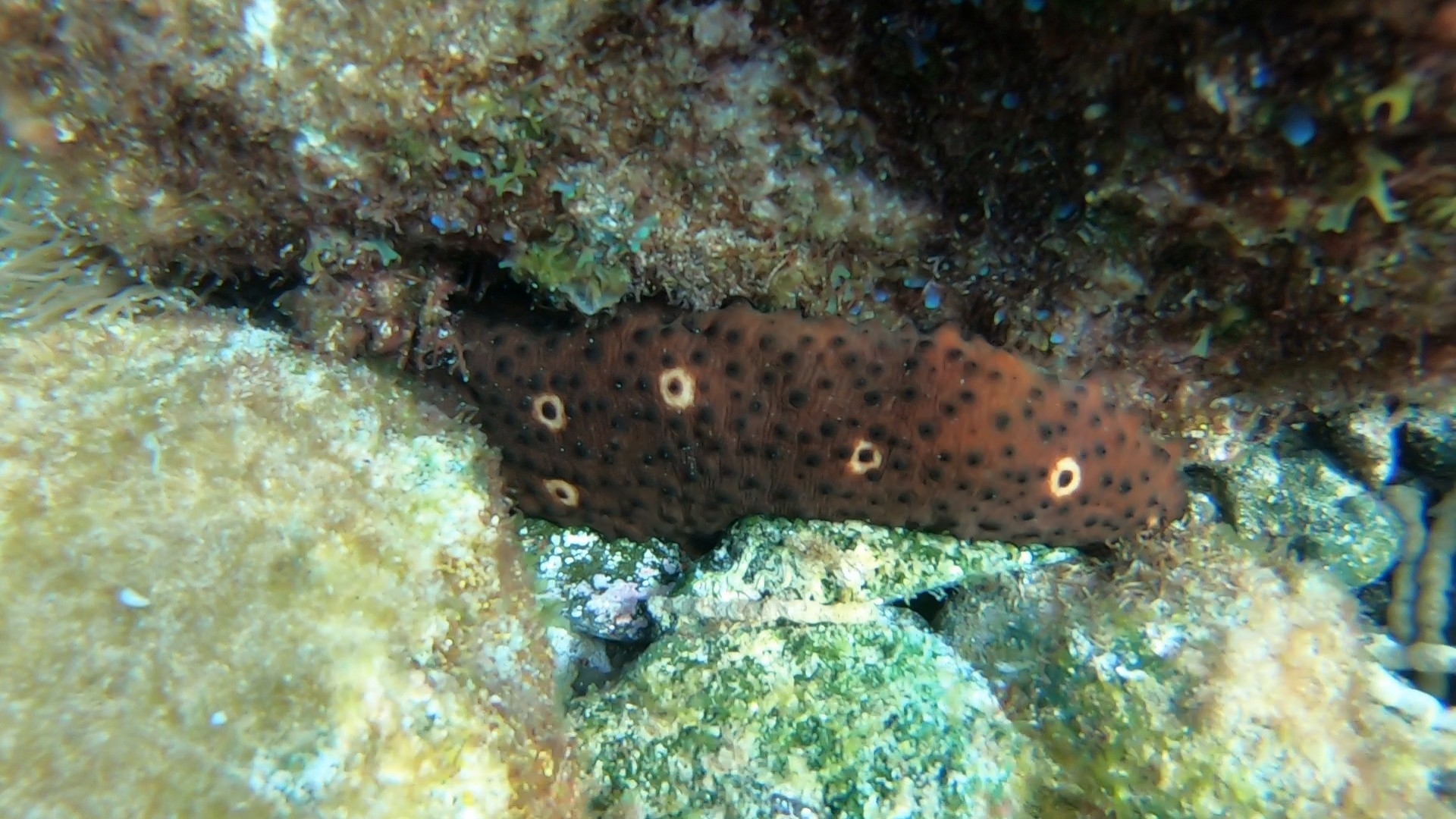 Holothuria sanctori