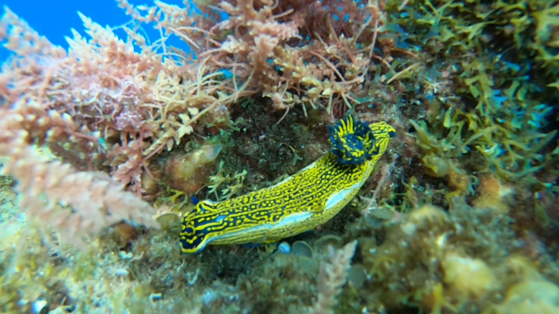 Nudibranquio pinto gigante