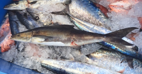 Cobia