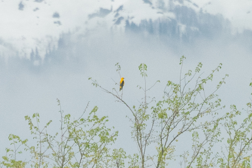 Euroazijska zlatna vuga (Oriolus oriolus)