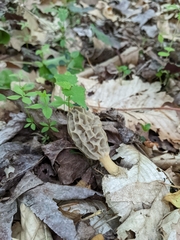 Morchella diminutiva
