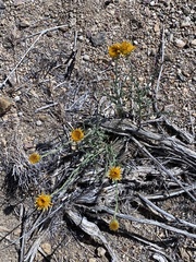 Adenophyllum cooperi