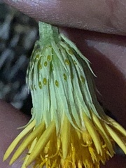 Adenophyllum cooperi