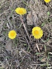Tussilago farfara