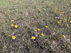 Tussilago farfara