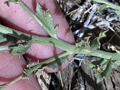 Adenophyllum cooperi