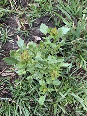 Barbarea vulgaris