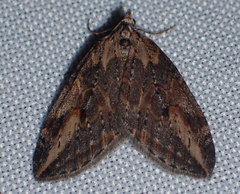 Chesias isabella
