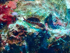 Helcogramma maldivensis