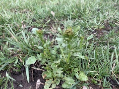 Barbarea vulgaris