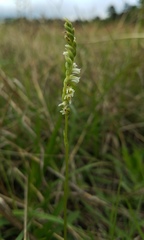 Spiranthes brevilabris