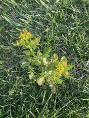 Barbarea vulgaris