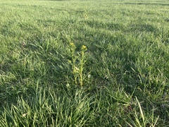 Barbarea vulgaris