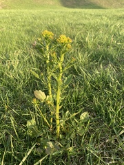 Barbarea vulgaris