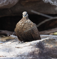Petrophassa rufipennis