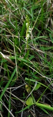 Spiranthes brevilabris