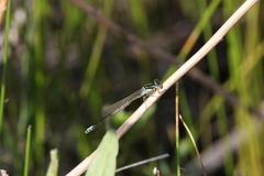Ischnura verticalis