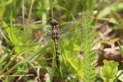 Leucorrhinia intacta