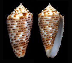 Conus cebuensis