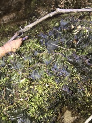 Peltigera ponojensis