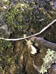 Peltigera ponojensis