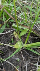 Spiranthes brevilabris