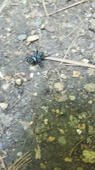 Sphodros niger