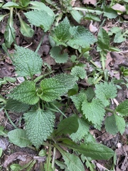 Lamium album