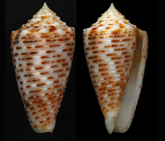 Conus cebuensis