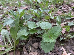 Lamium album