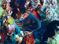 Gymnothorax breedeni