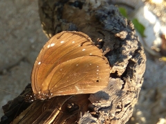 Euploea leucostictos