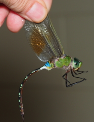 Anax gibbosulus