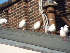 Chroicocephalus ridibundus