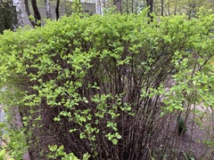 Spiraea
