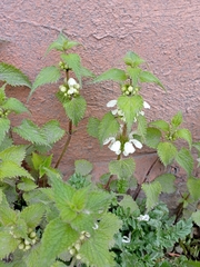 Lamium album