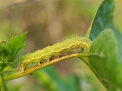 Heliothis peltigera