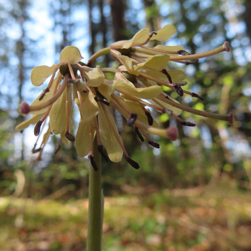 Helonias orientalis, photograph 3