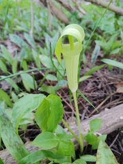 Arisaema triphyllum