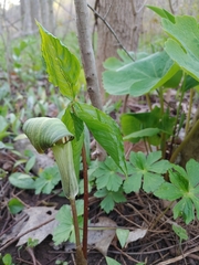 Arisaema triphyllum