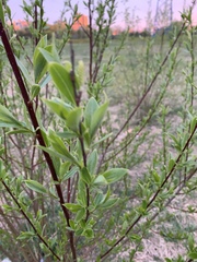 Salix