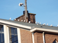 Chroicocephalus ridibundus