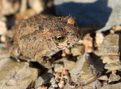 Drakensberg Toad, Vandijkophrynus gariepensis