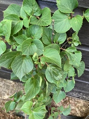 Hydrangea petiolaris