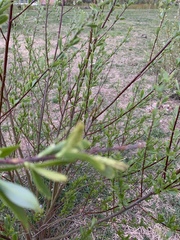 Salix