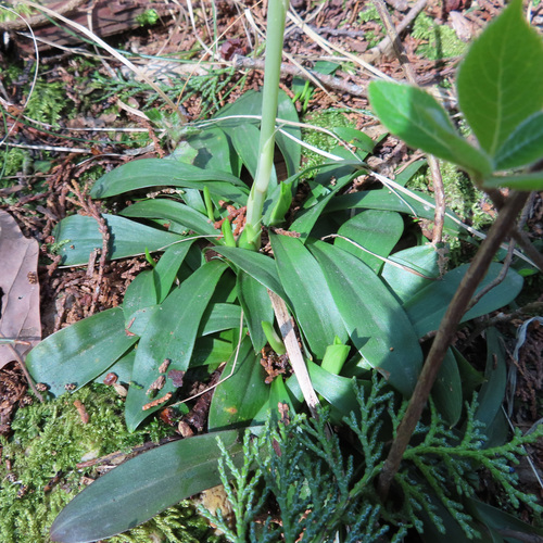 Helonias orientalis, photograph 4
