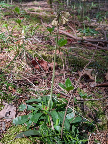 Helonias orientalis, photograph 5