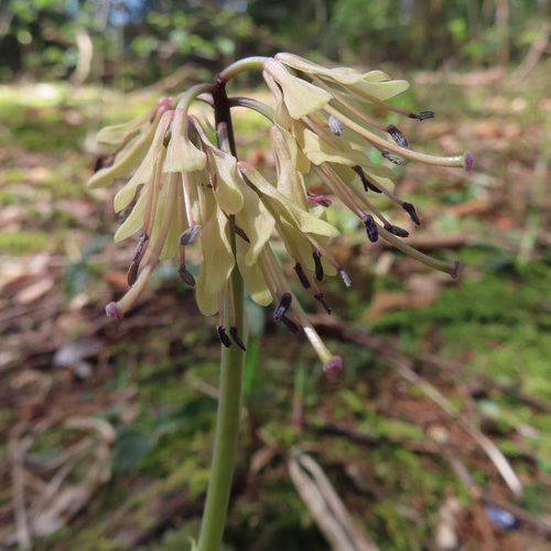 Helonias orientalis, photograph 6