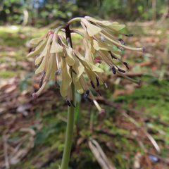 Heloniopsis orientalis